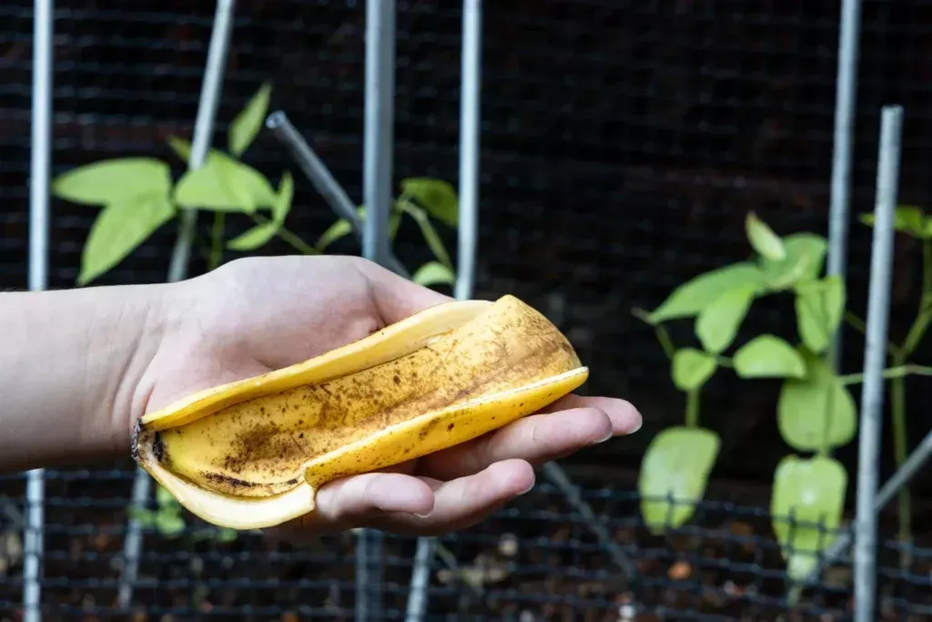 El poder oculto de las cáscaras de plátano en el jardín