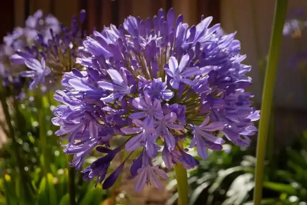 El arte de cultivar agapantos: Encanto y estilo en tu jardín