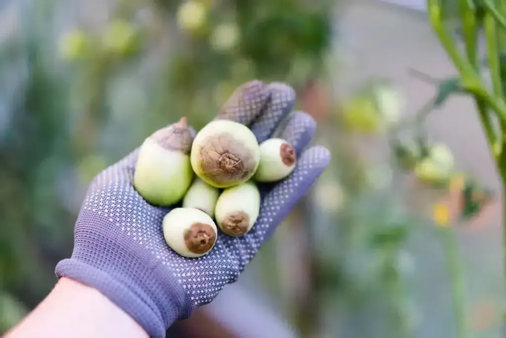 Enfermedades comunes del tomate: cómo identificarlas y prevenirlas