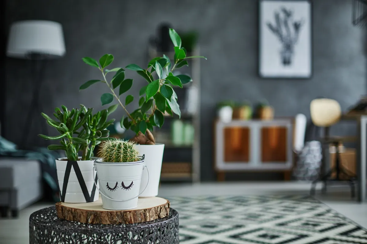 La magia de las plantas de interior: belleza y beneficios en tu hogar