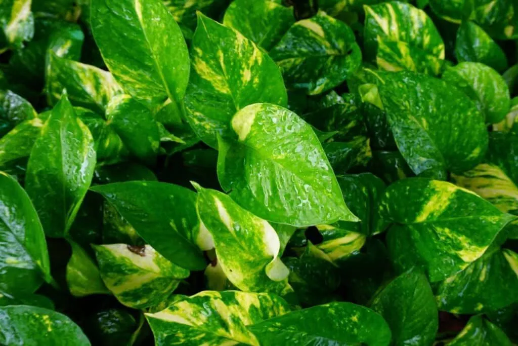 Cómo Propagar Plantas de Interior y Llenar Tu Casa de Vida Verde